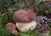 hřib borový (Houby), Boletus pinophilus, Boletaceae (Fungi)